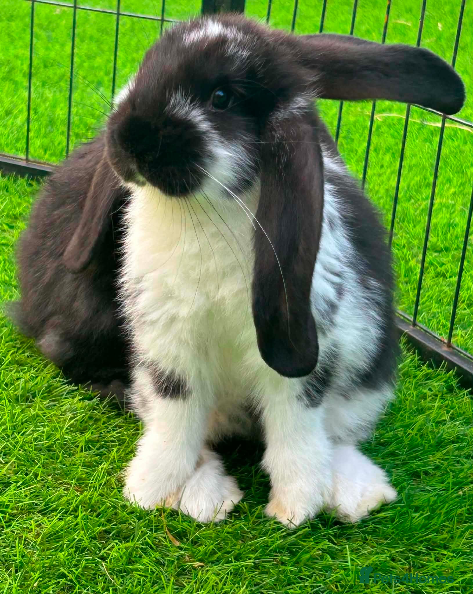 French Lop rabbits Pure French lop - Advert 1