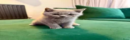 British Shorthair cats for sale: Full Pedigree British Shorthair Kittens  - Advert 11