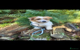 Jack Russell dogs for sale: Kc reg jack russell male  - Image 2