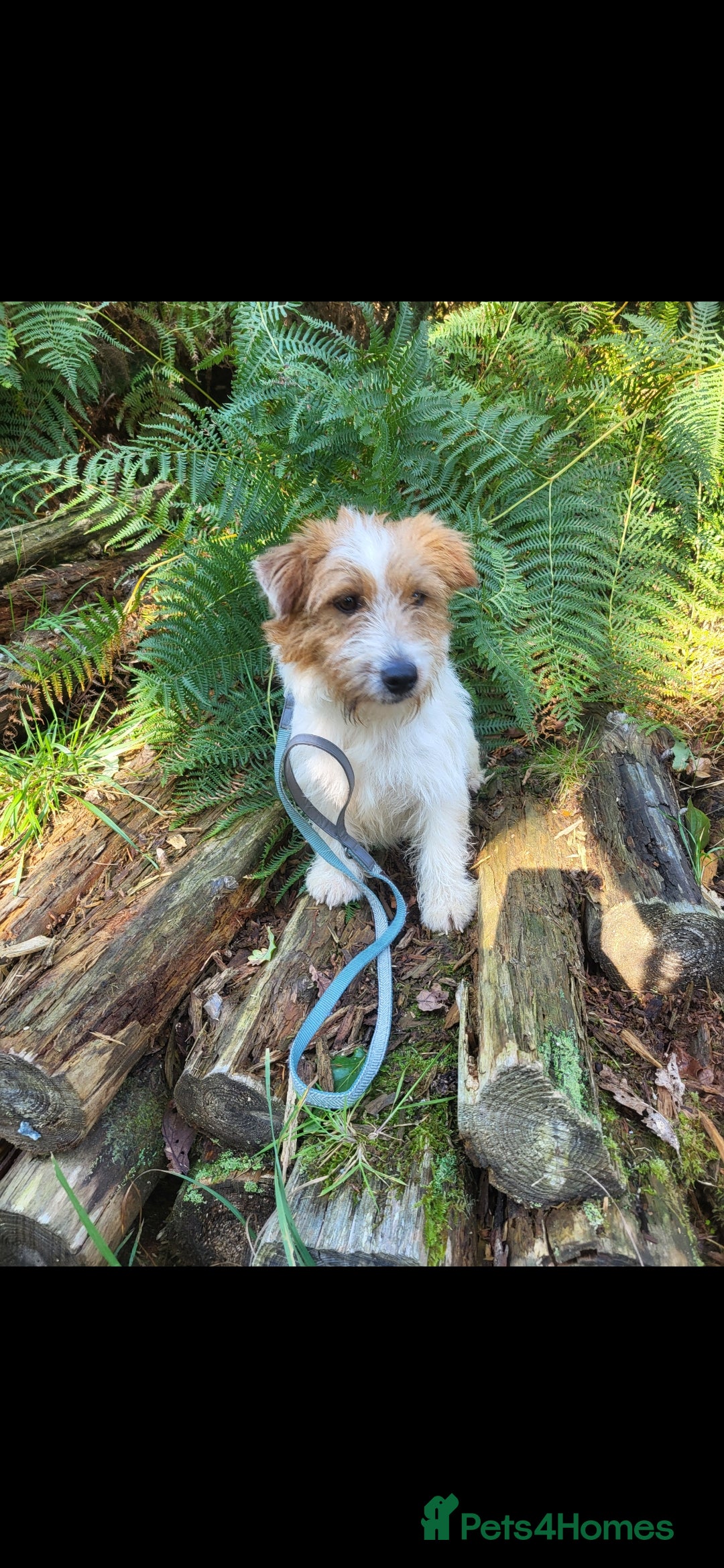 Jack Russell dogs for sale: Kc reg jack russell male  - Image 2
