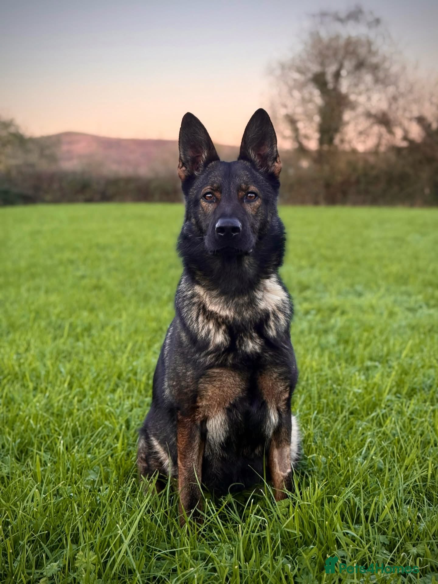 German Shepherd dogs German Shepherd Puppies  - Advert 2