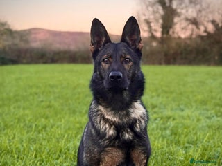 German Shepherd dogs German Shepherd Puppies - Advert 1