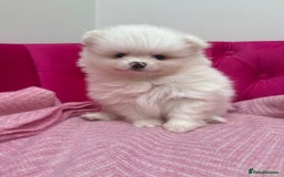 Pomeranian dogs for sale: READY 2nd August KC White Teddy Bear Poms - Image 24