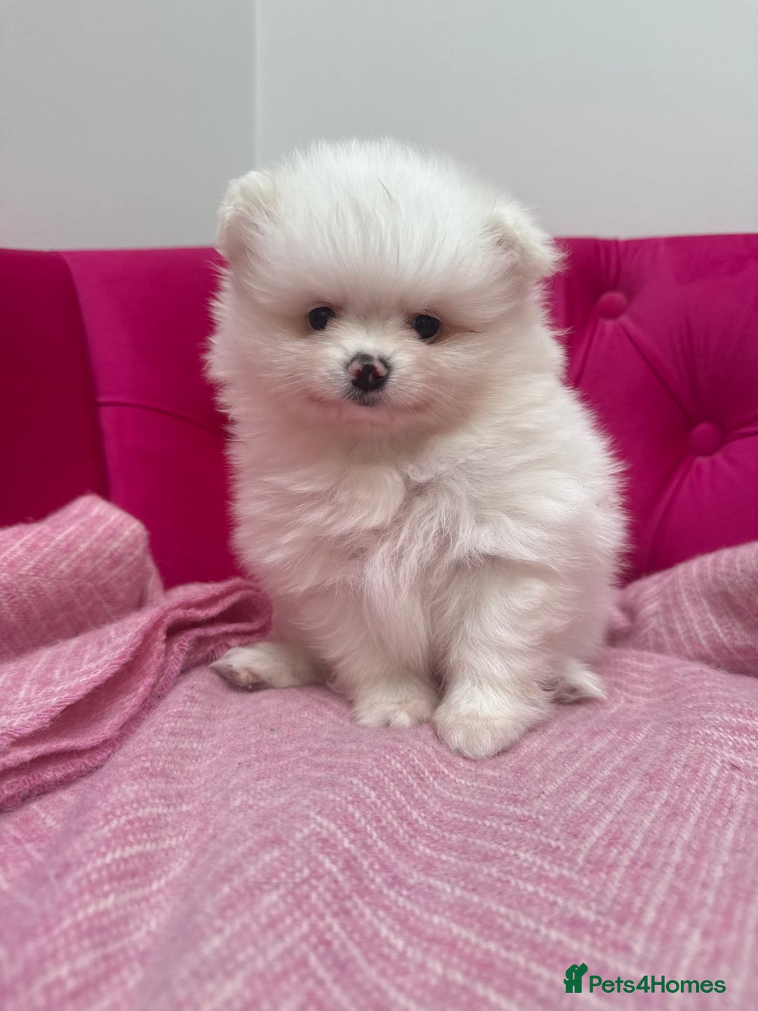 Pomeranian dogs for sale: READY 2nd August KC White Teddy Bear Poms - Image 24