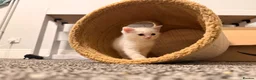 Mixed Breed cats for sale: British Shorthair x Longhair kittens - Advert 36