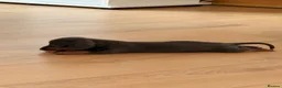 Miniature Dachshund dogs for sale: 2 blue male miniature dachshunds - Advert 7