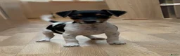 Jack Russell dogs for sale: Traditional short-legged Jack Russell puppy’s. - Advert 4