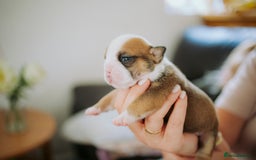 English Bulldog dogs for sale: Stunning litter of  English bulldog puppies - Image 5