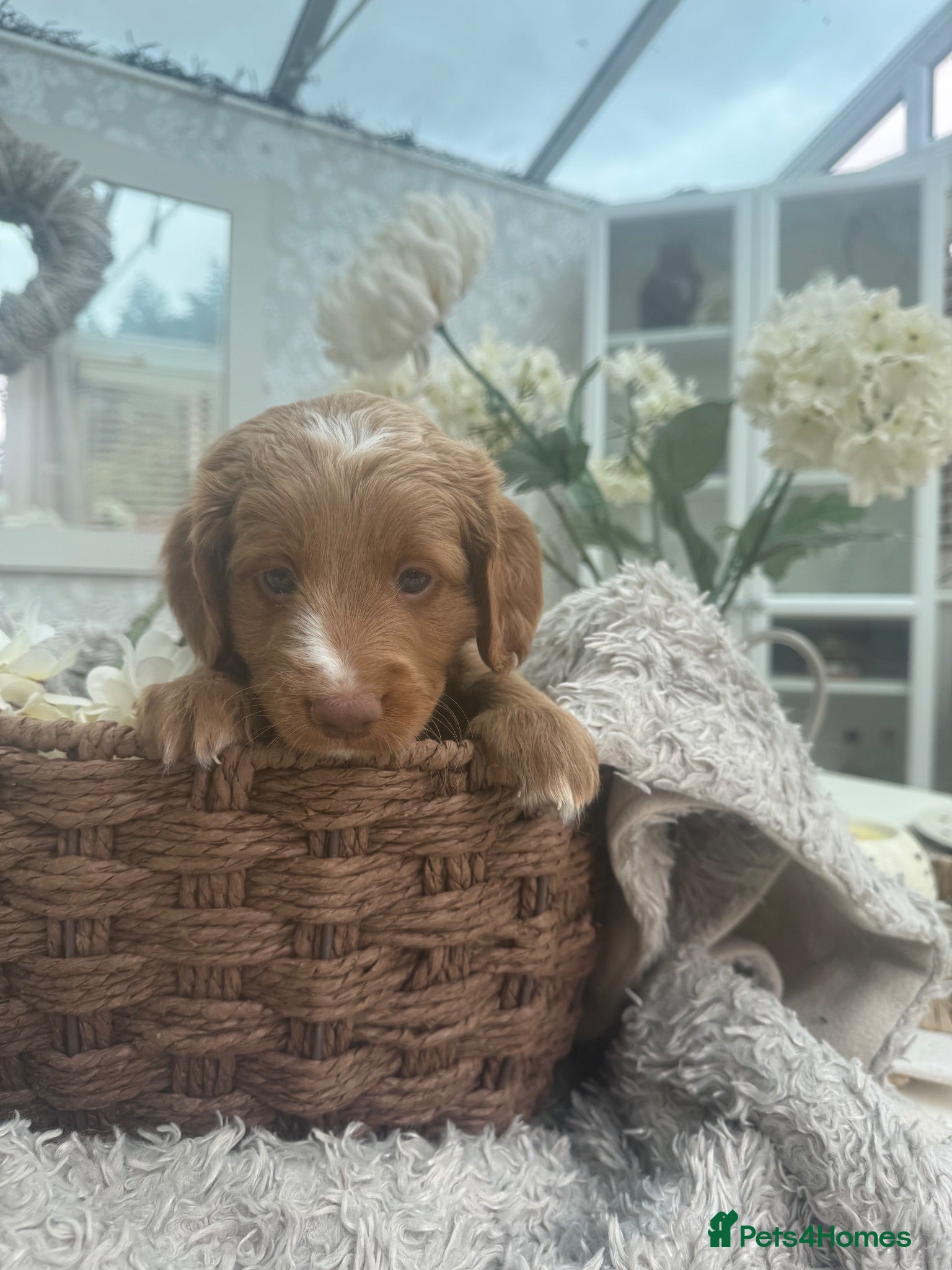 Cockapoo dogs 💙1 gorgeous little boy left💙ready to leave now💙 - Advert 2
