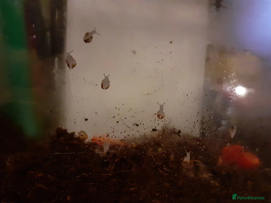 Snails invertebrates for sale: 🐌 Baby African Giant Land Snails for Sale 🐌 - Advert 2