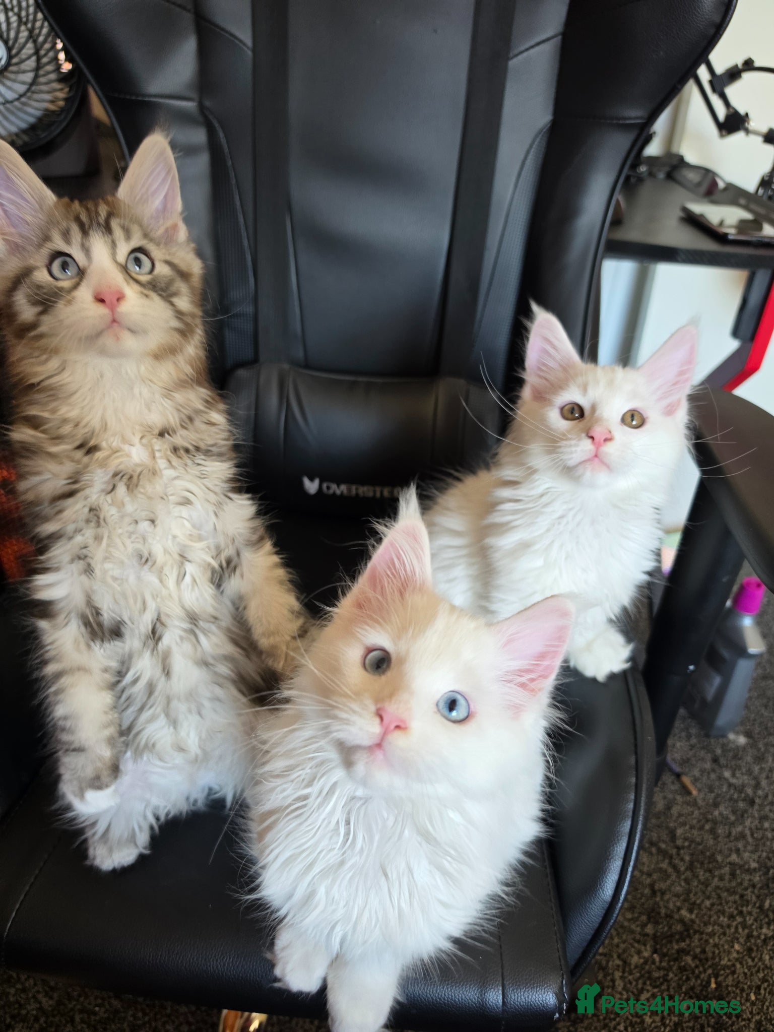 Maine Coon cats Maine coon Blue eyes + Long Hair - Advert 3