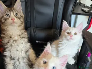 Maine Coon cats Maine coon Blue eyes + Long Hair - Advert 5
