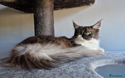 Maine Coon cats for sale: Black smoke and white entire queen maine coon - Image 2