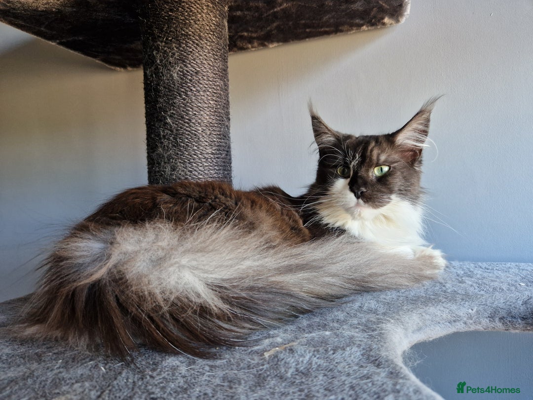 Maine Coon cats for sale: Black smoke and white entire queen maine coon - Image 2