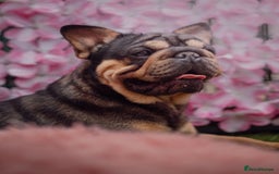 French Bulldog dogs for sale: Beautiful Velvet French Bulldog Puppies - Image 9