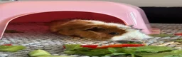 Guinea Pig rodents for sale: Two female guinea pigs for rehome - Advert 4