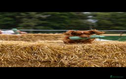 Cocker Spaniel dogs for stud: Health tested. Carries tan. KC reg in Blandford Forum - Image 11