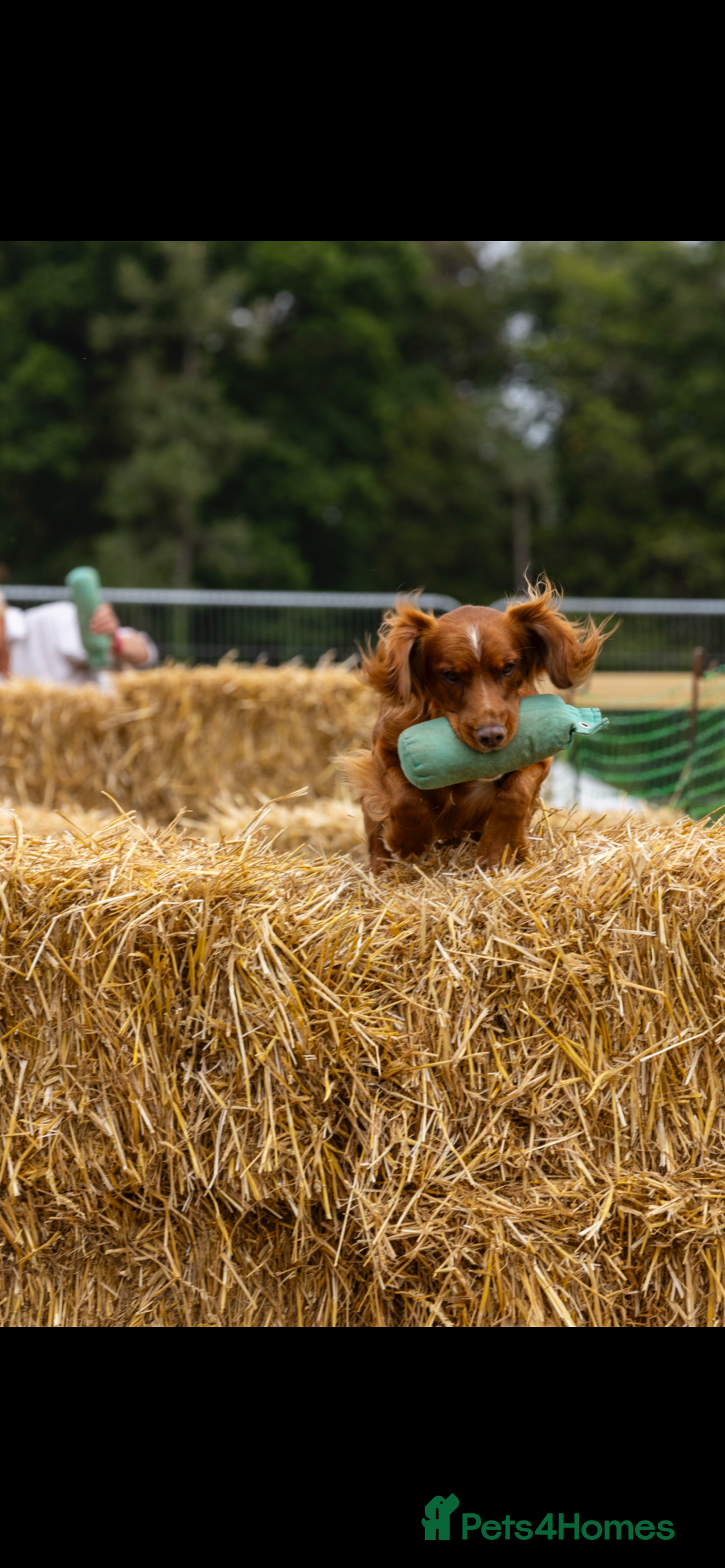 Cocker Spaniel dogs for stud: Health tested. Carries tan. KC reg in Blandford Forum - Image 11