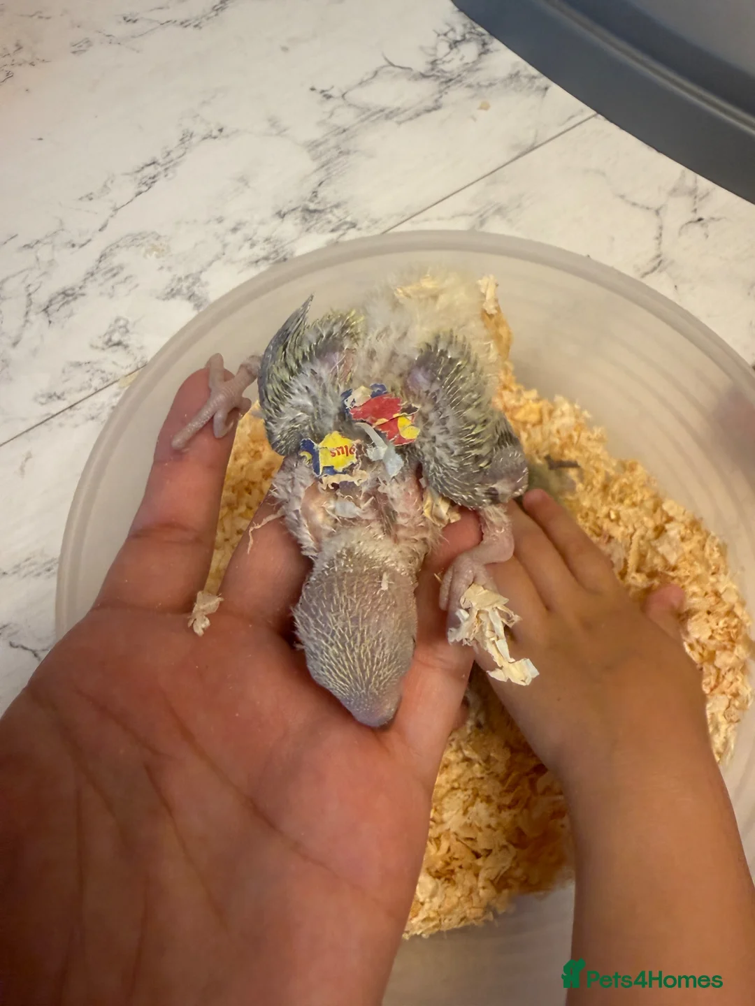 Lovebirds birds for sale: Peachface Lovebird chicks ready for reserving - Advert 2