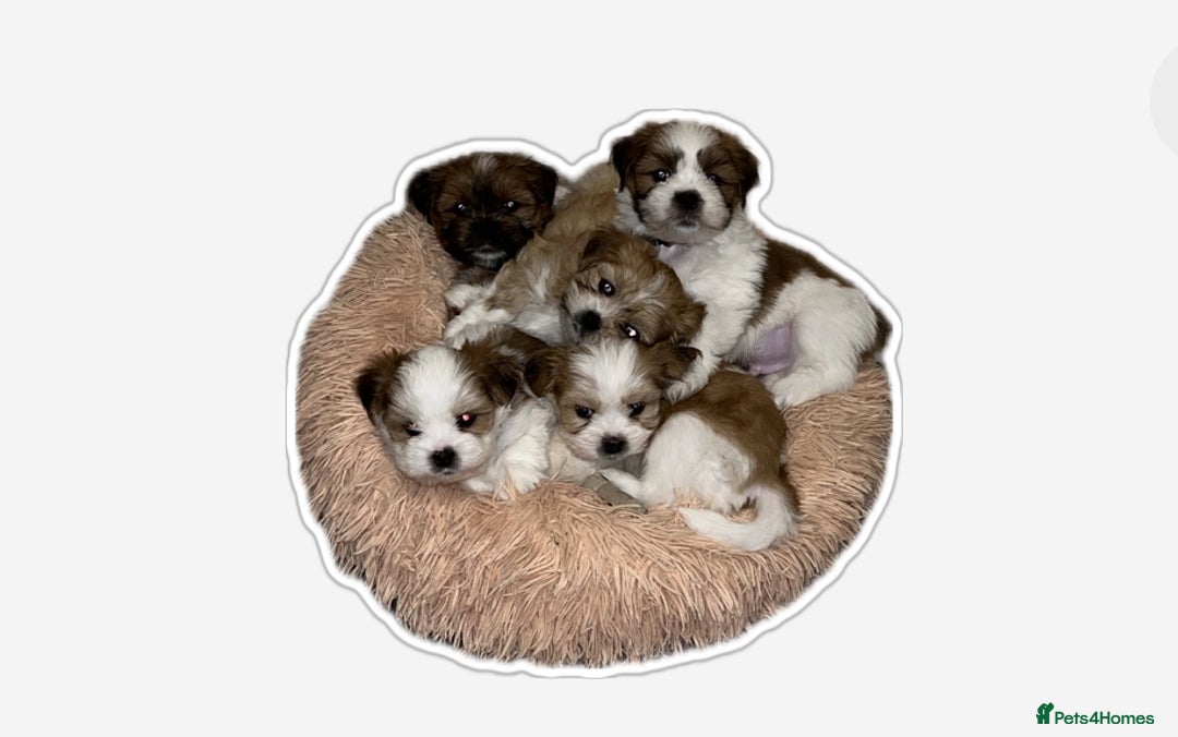 Lhasa Apso dogs for sale: KC Reg Lhasa pup READY TO GO - Advert 15