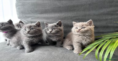 British Shorthair cats - Advert 5