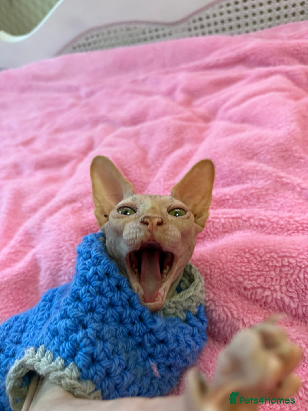 Sphynx cats for sale: 4 months baby Male sphynx - Advert 6