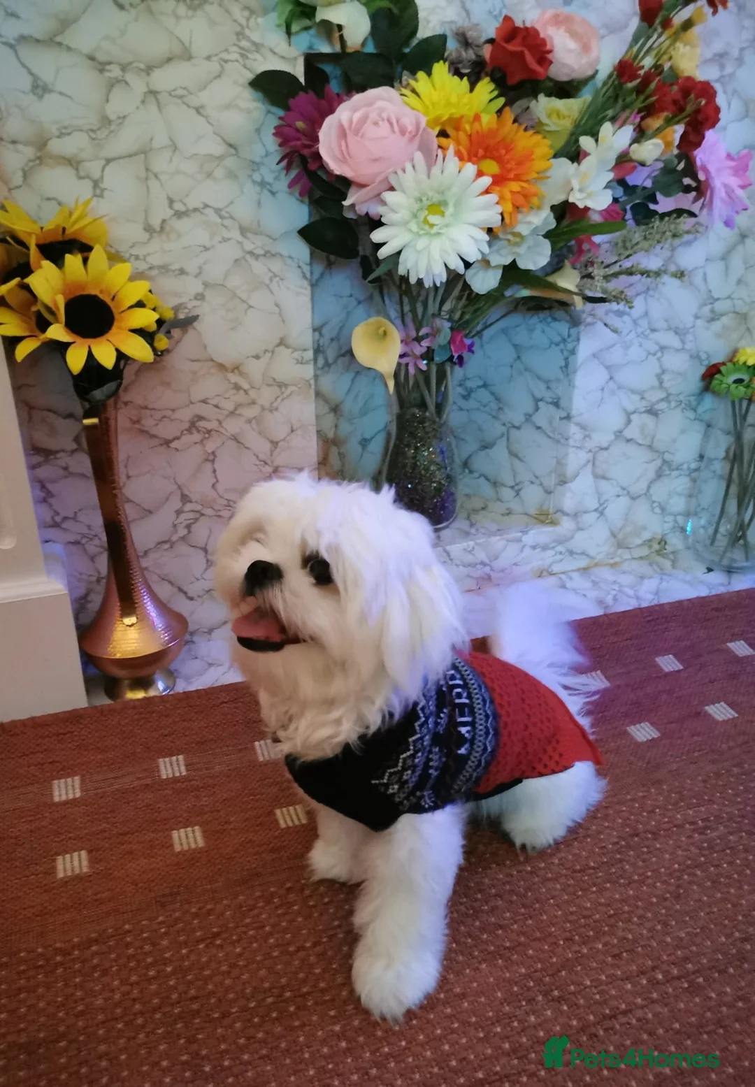 Shih Tzu dogs for stud: Shih Tzu experienced successful stud in Wembley - Advert 2