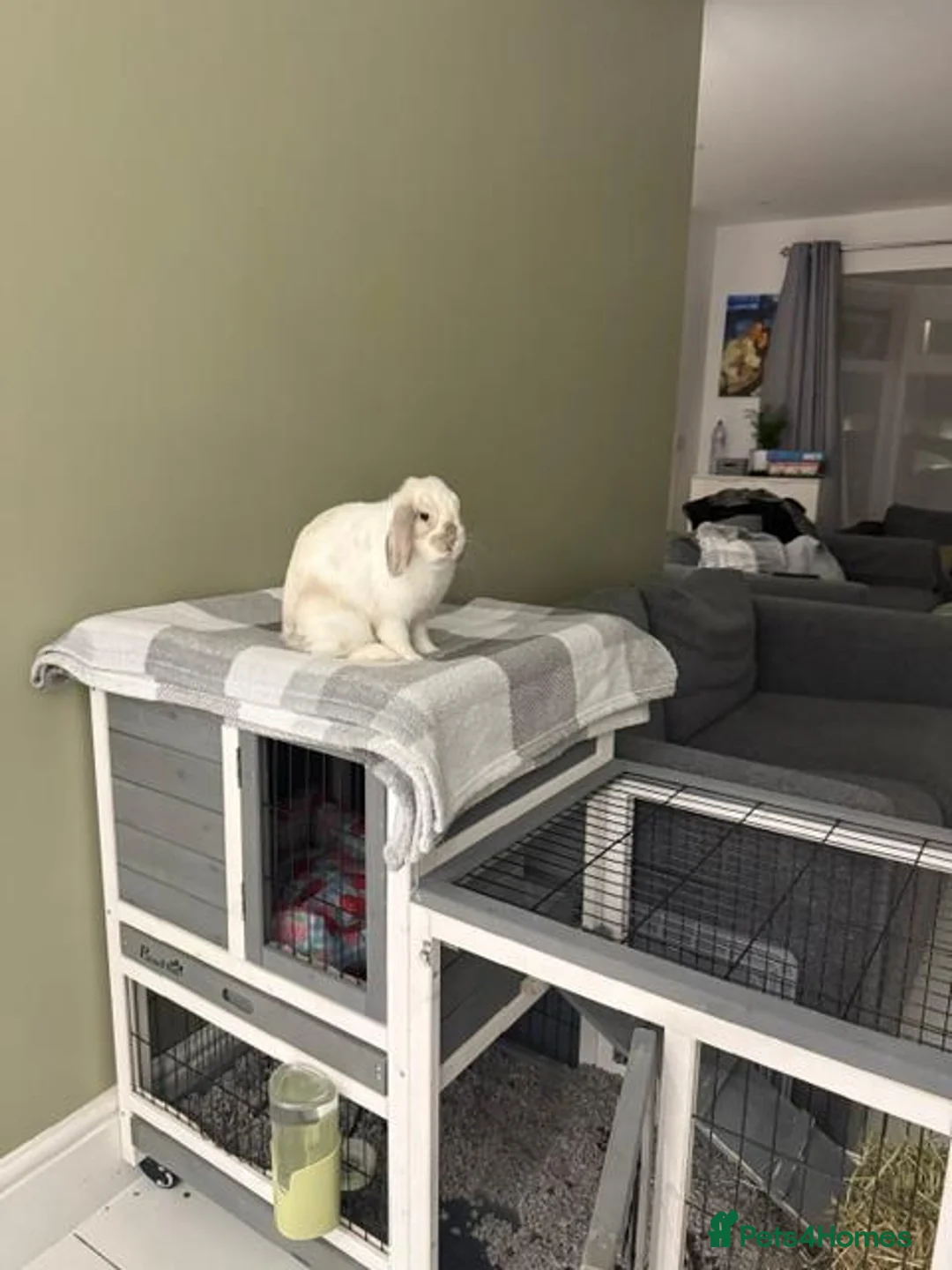 Mini Lop rabbits for sale: Female Mini Lop  in Benfleet - Advert 6