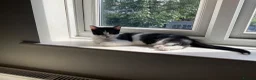 Domestic Shorthair cats for sale: Gorgeous Kittens Ready for their Forever Homes - Advert 11