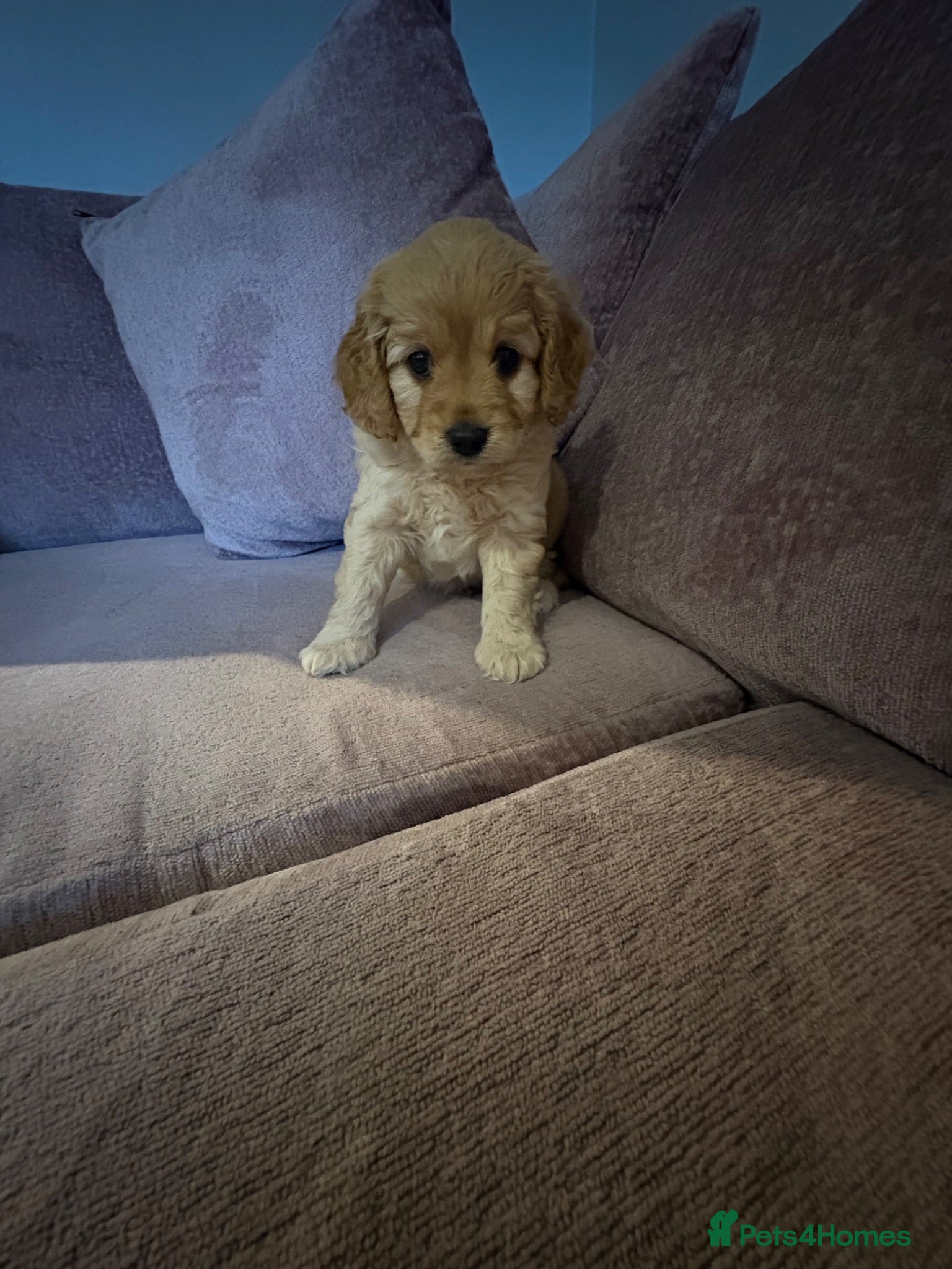Cavapoo dogs Cavapoos health tested parents - Advert 17