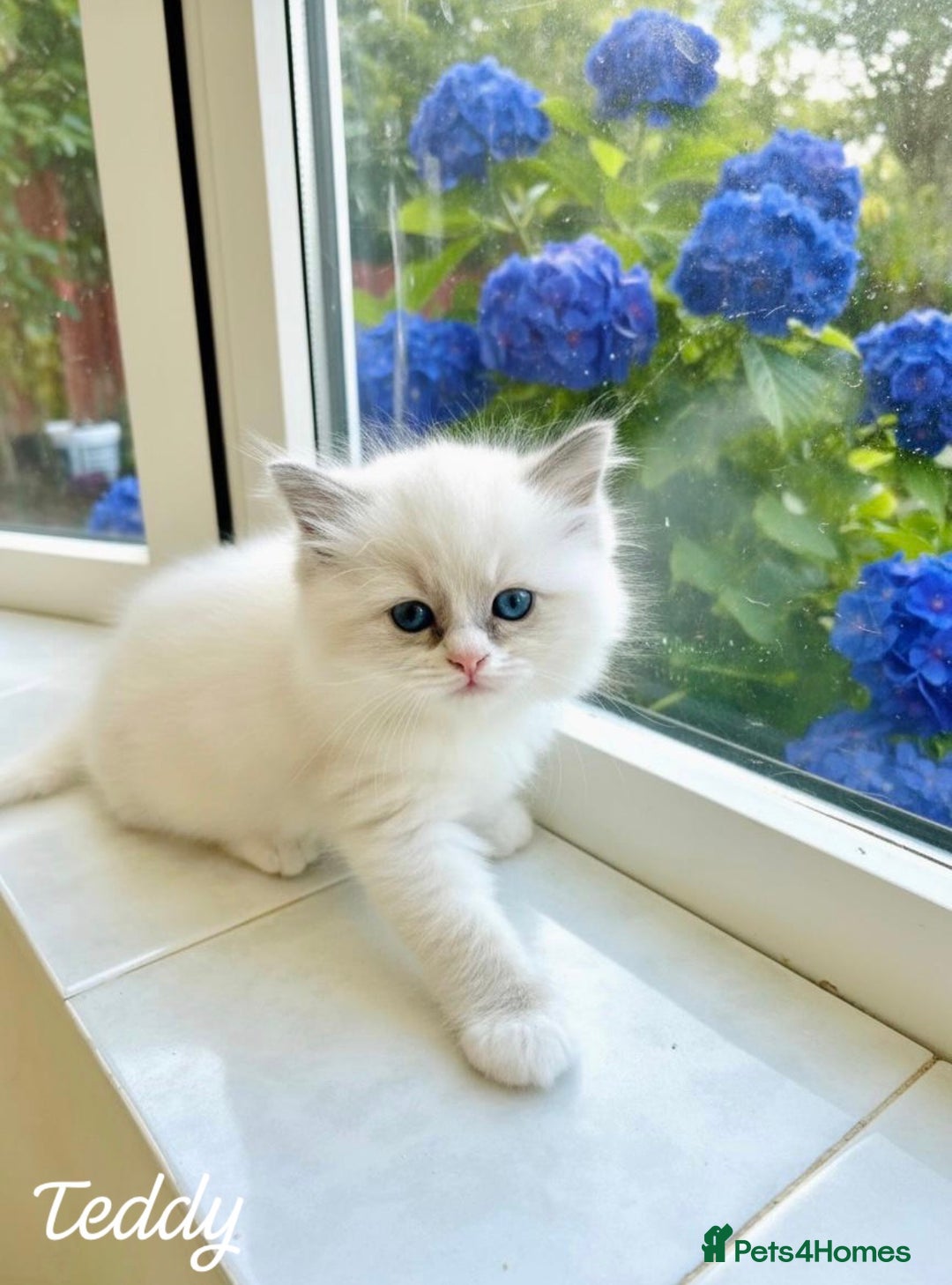 Ragdoll cats for sale: Gorgeous Fluffy Ragdoll Kittens  - Advert 16