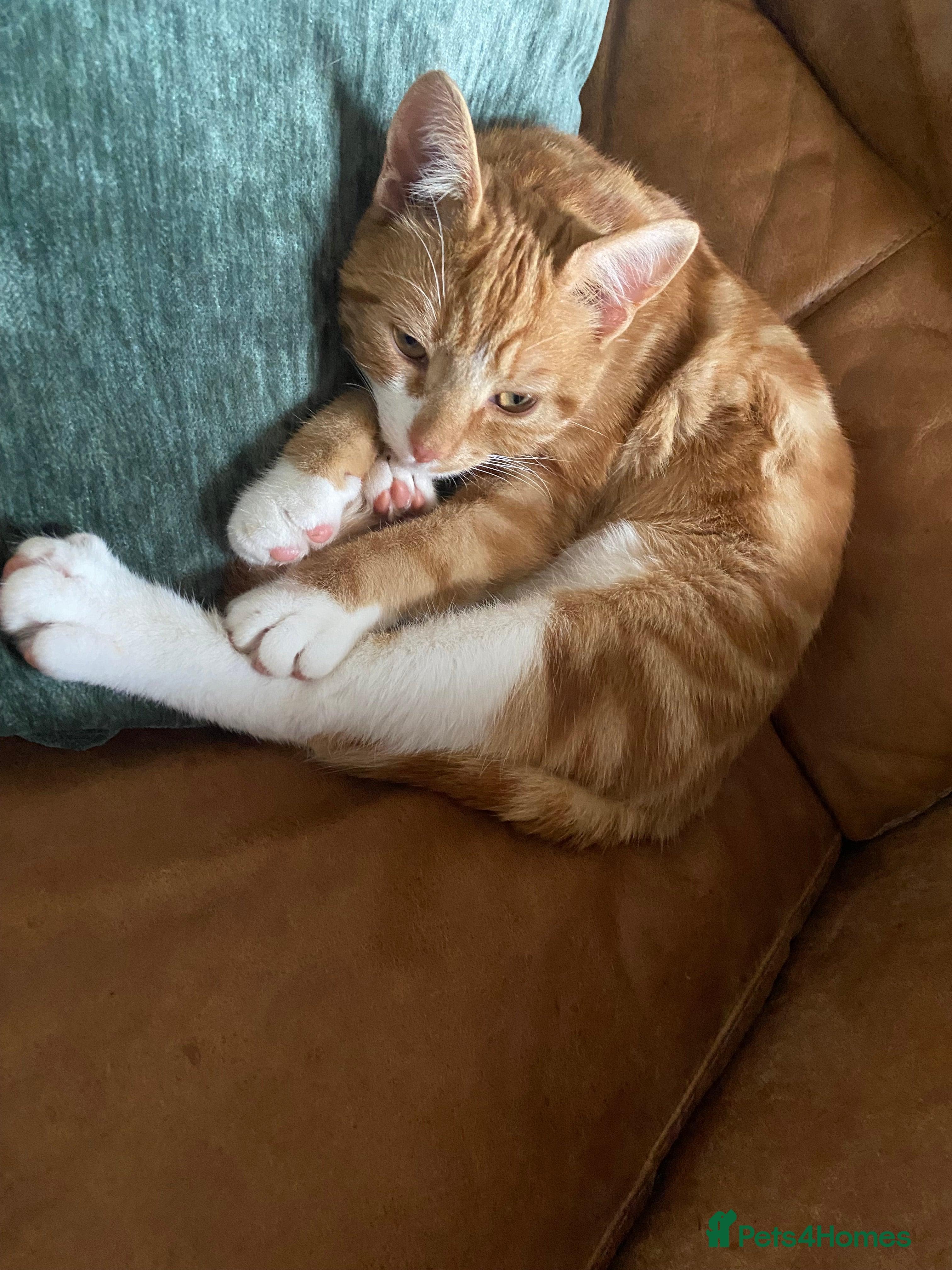 Domestic Shorthair cats Boo - 1 year old, neutered male  - Advert 4