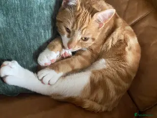 Domestic Shorthair cats Boo - 1 year old, neutered male - Advert 1