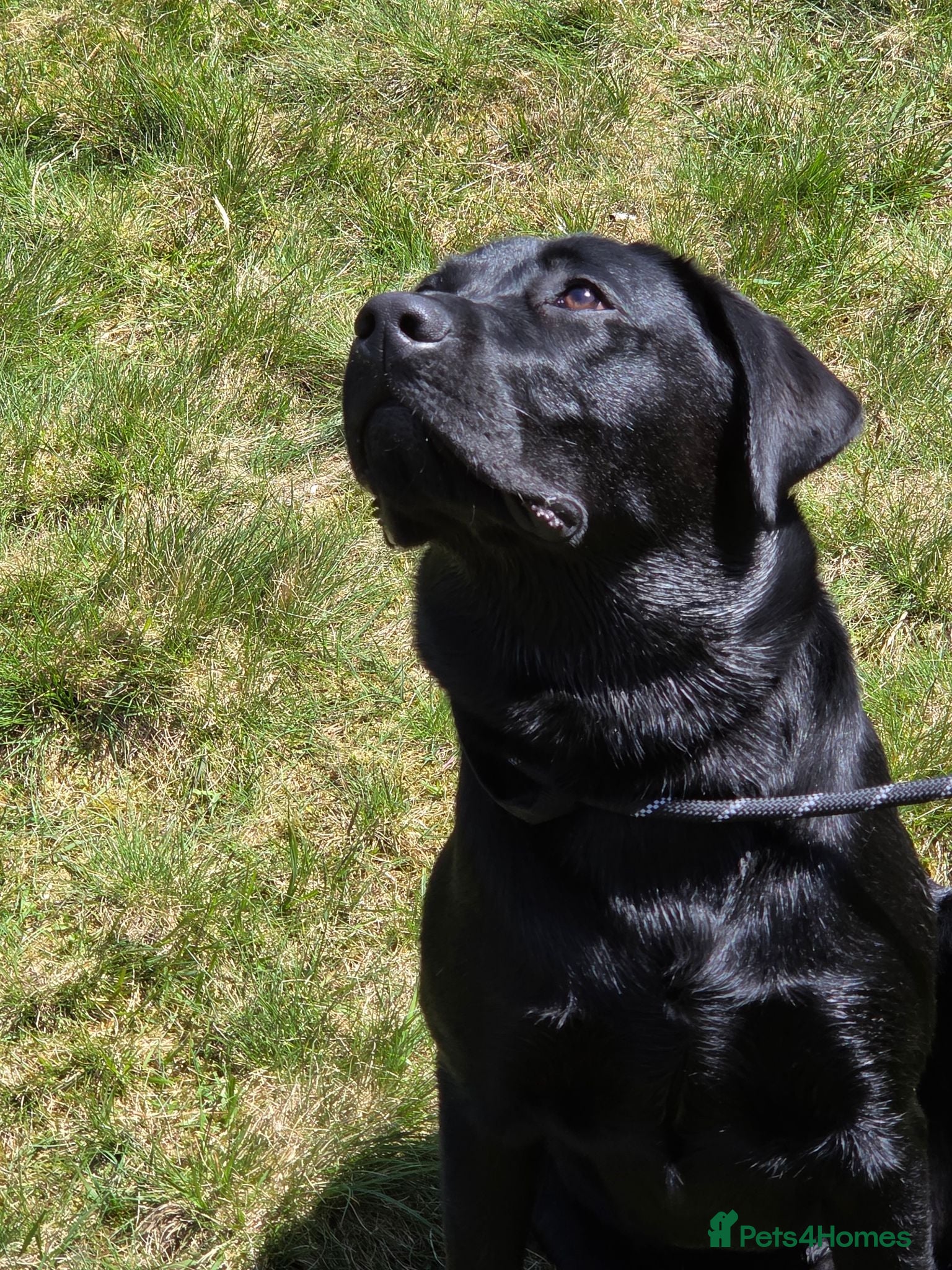 Labrador Retriever dogs KC Labrador stud - Advert 1