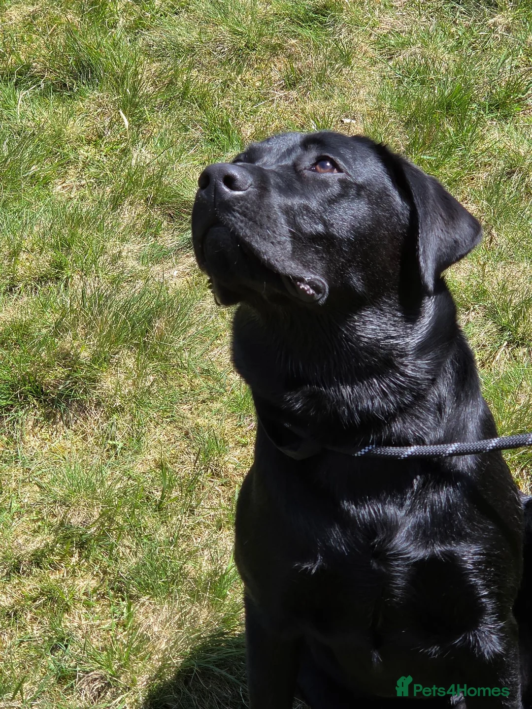 Labrador Retriever dogs for stud: KC Labrador stud - Advert 1