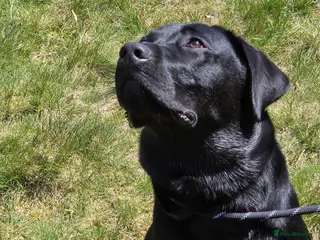 Labrador Retriever dogs KC Labrador stud - Advert 1