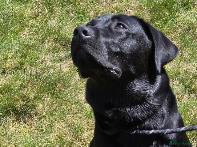 Labrador Retriever dogs KC Labrador stud - Advert 3