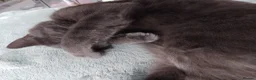 Russian Blue cats for sale: Russian blue x British Shorthair  - Advert 10