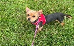 Yorkshire Terrier dogs for adoption: Dinky * Yorkshire Terrier * 240726 - Image 2