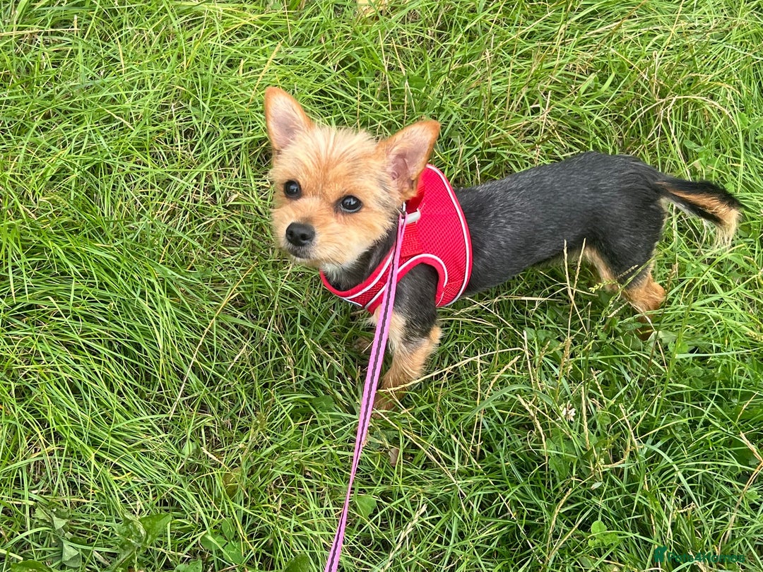 Yorkshire Terrier dogs for adoption: Dinky * Yorkshire Terrier * 240726 - Image 2