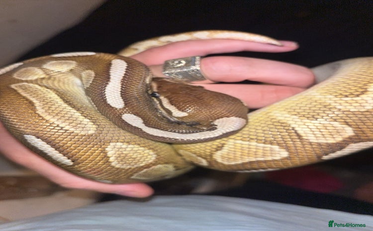 Python Snake reptiles - Advert 1