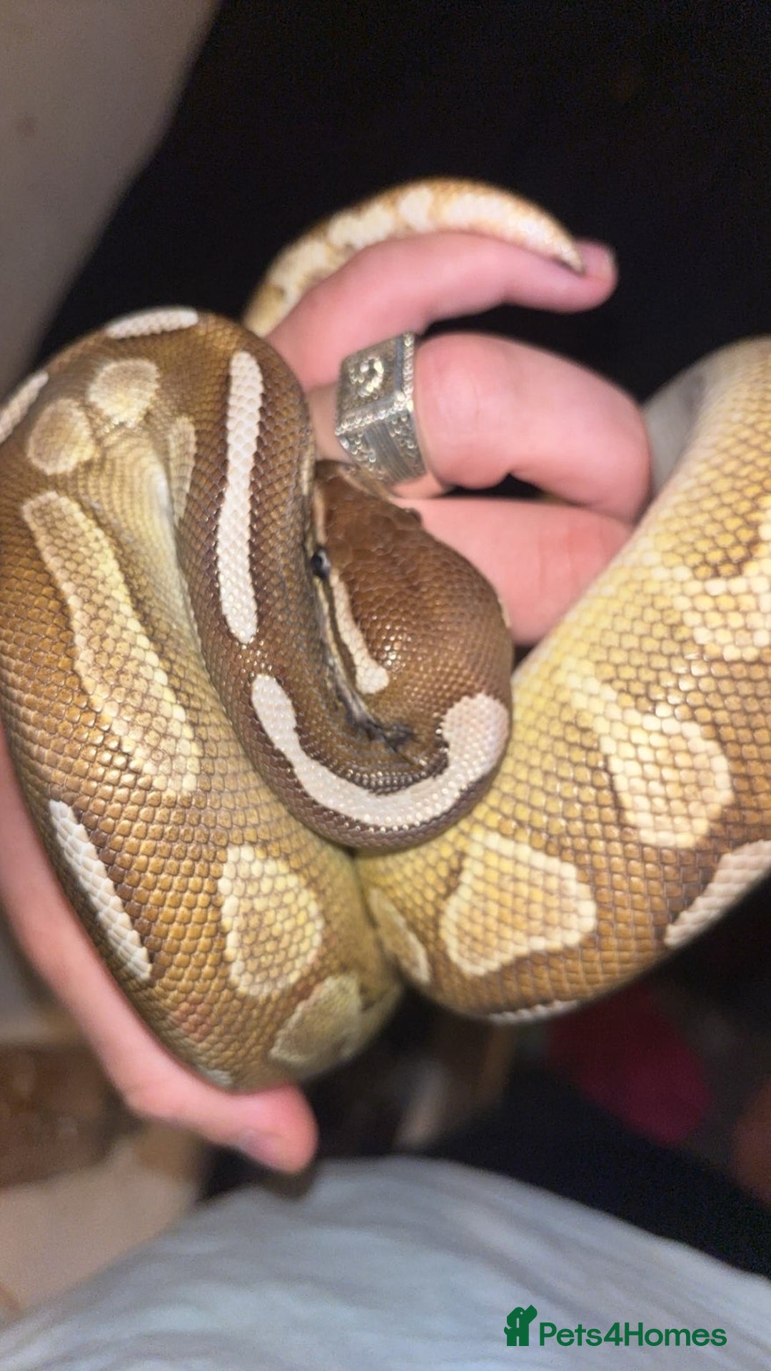 Python Snake reptiles for sale: Cinnamon lesser pos het clown  - Image 1