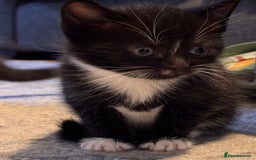 Mixed Breed cats for sale: 4 adorable kittens looking for a new home - Image 10
