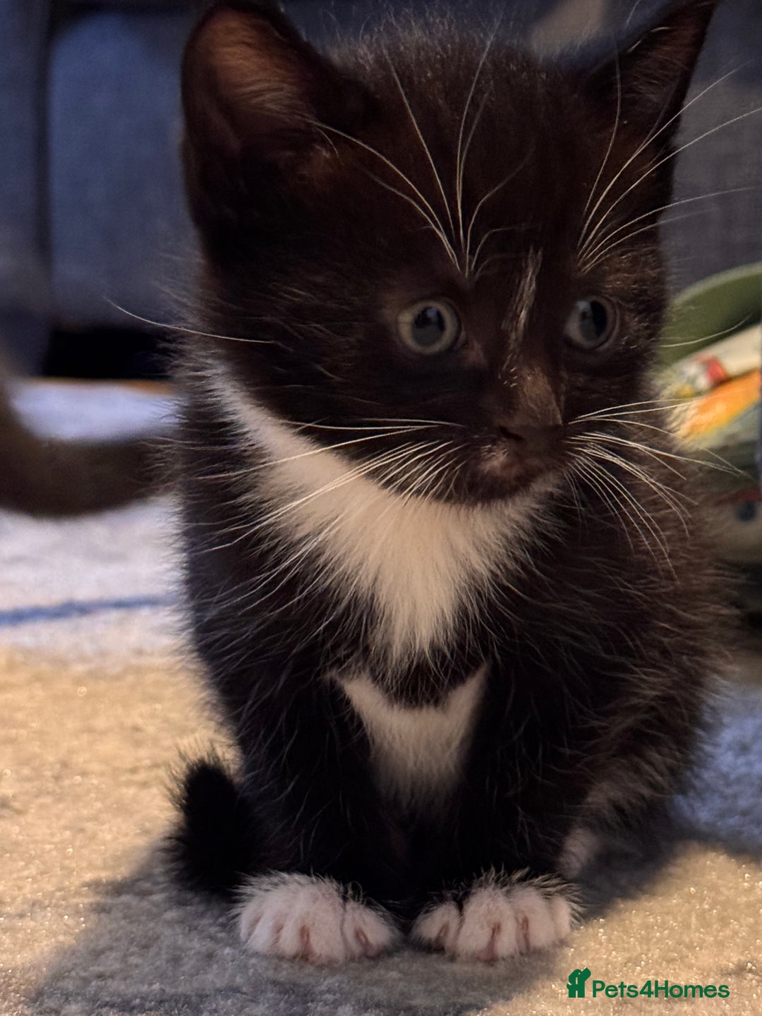 Mixed Breed cats for sale: 4 adorable kittens looking for a new home - Image 10