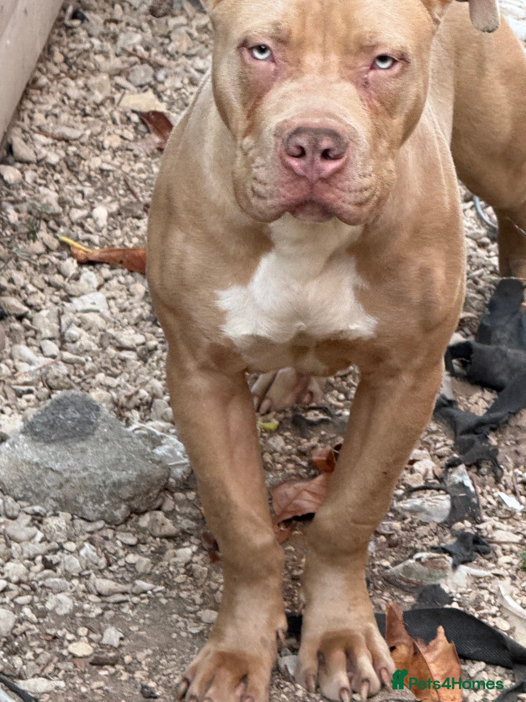 Mixed Breed dogs for sale: Blue eyes boy - Image 2