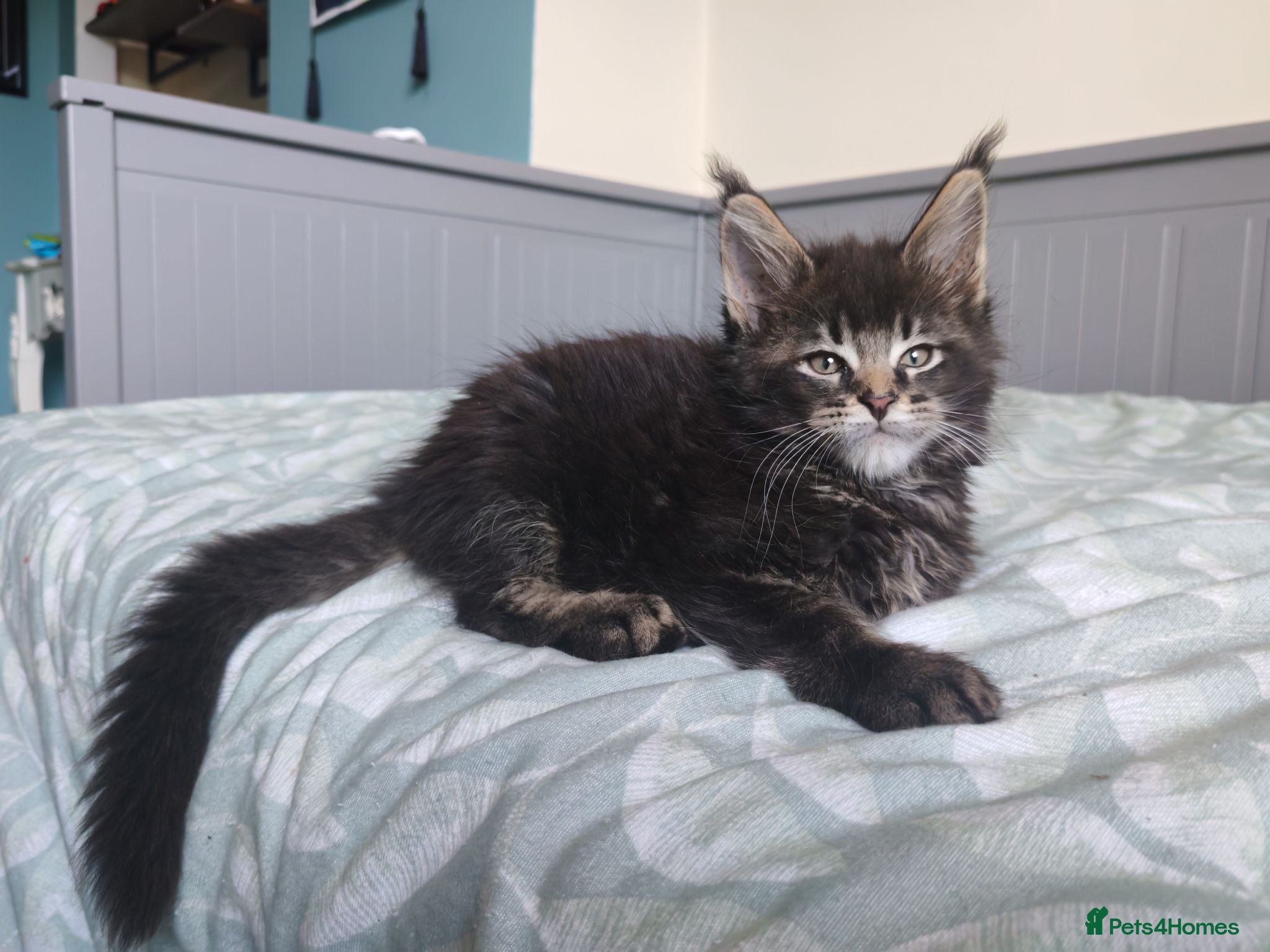 Maine Coon cats Meet Our Beautiful Maine Coon Kittens 😍😍😍  - Advert 1