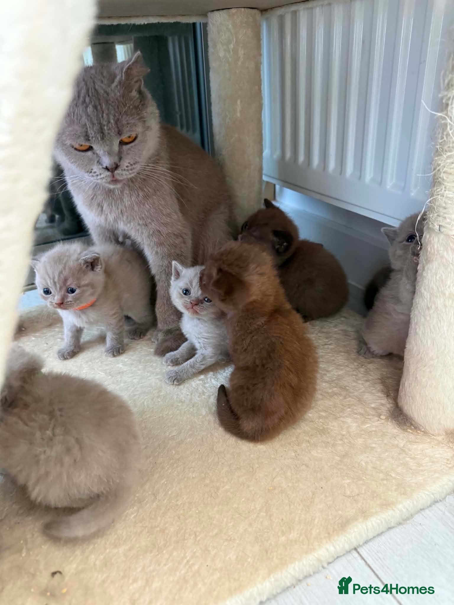 Scottish Fold cats 😻Scottish fold chocolate and lilac kittens😻 - Advert 2