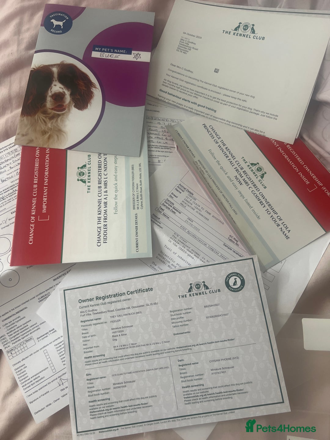 Miniature Schnauzer dogs for stud: 🐾🌟Miniature Schnauzer Stunning Stud 🌟🐾 - Advert 17