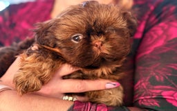 Shih Tzu dogs for sale: Shih Tzu KARASHISHI Line Two Boys Left Green Eyes - Advert 22