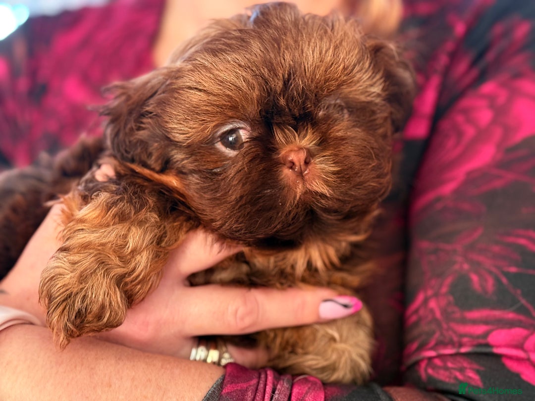 Shih Tzu dogs for sale: Shih Tzu KARASHISHI Line Two Boys Left Green Eyes - Advert 22